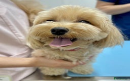 Maltipoo dogs for sale: Gorgeous Girl Ella 7 Months Old - Image 9