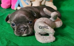 French Bulldog dogs for sale: Beautiful KC registered french bulldog puppies  - Image 3
