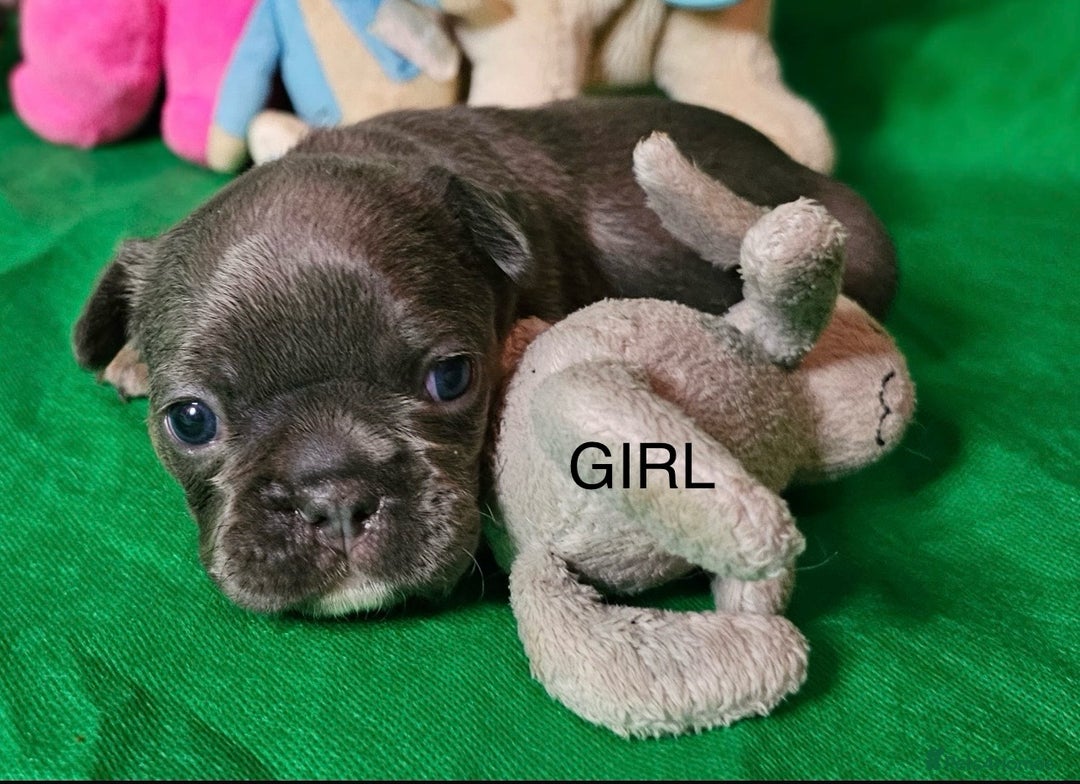 French Bulldog dogs for sale: Beautiful KC registered french bulldog puppies  - Image 3