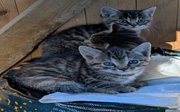 Domestic Shorthair cats for sale: Gorgeous 1/2 Bengals kittens - Image 6