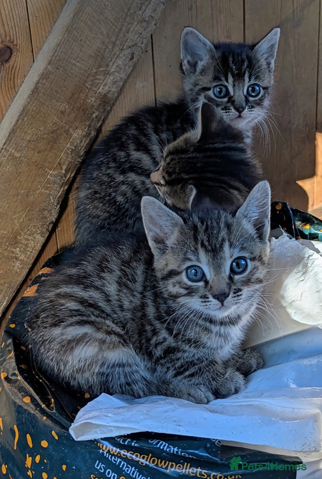 Domestic Shorthair cats for sale: Gorgeous 1/2 Bengals kittens - Image 6