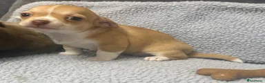 Chihuahua Puppy 3