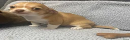 Chihuahua dogs for sale: Chihuahua puppies - Advert 2