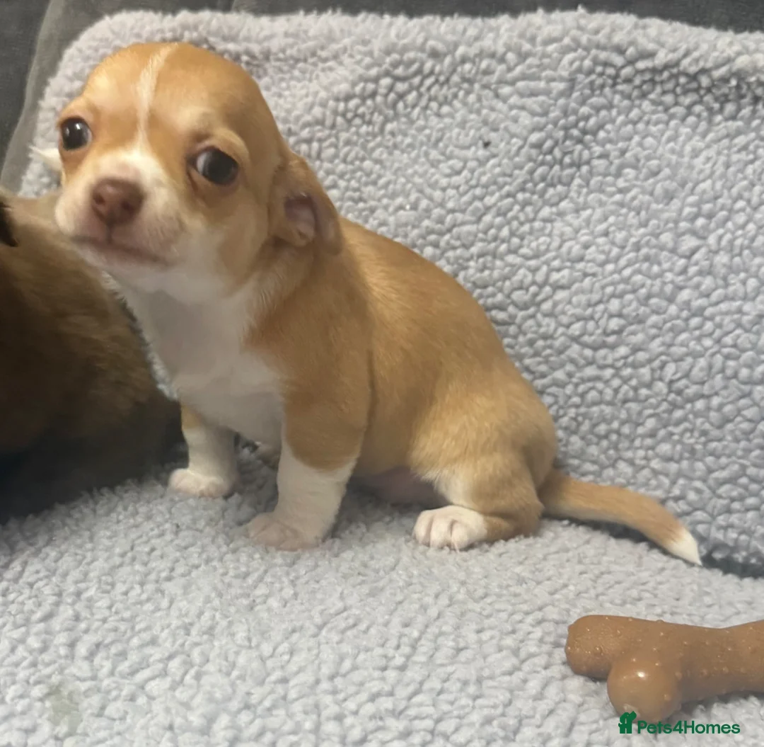 Chihuahua dogs for sale: Chihuahua puppies - Advert 2