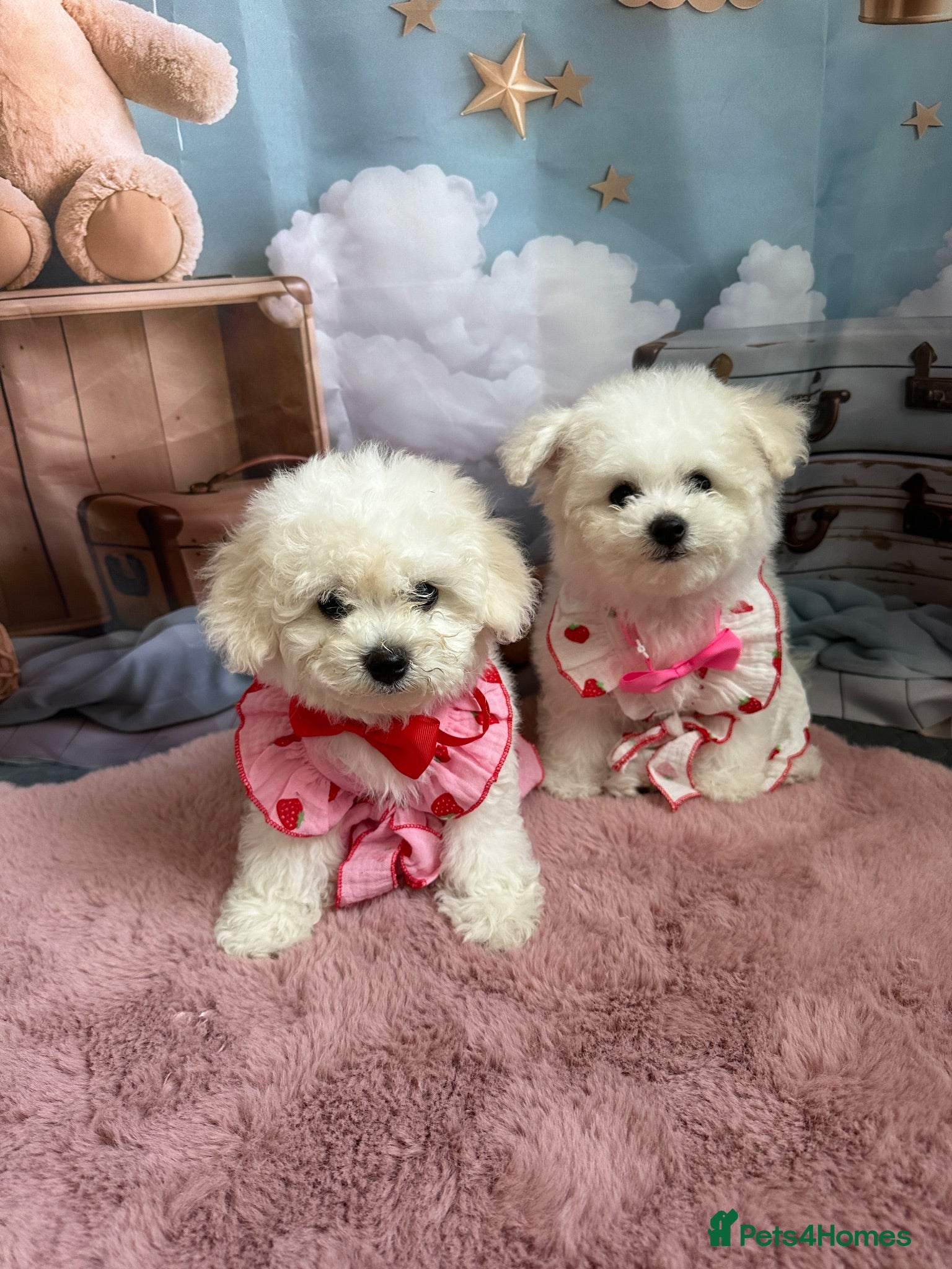 Bichon Frise dogs 2 Girls left 💕Pedigree Champion Bichon Frise  - Advert 6
