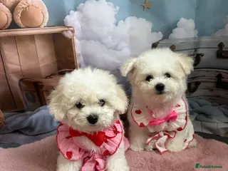Bichon Frise dogs 2 Girls left 💕Pedigree Champion Bichon Frise - Advert 6
