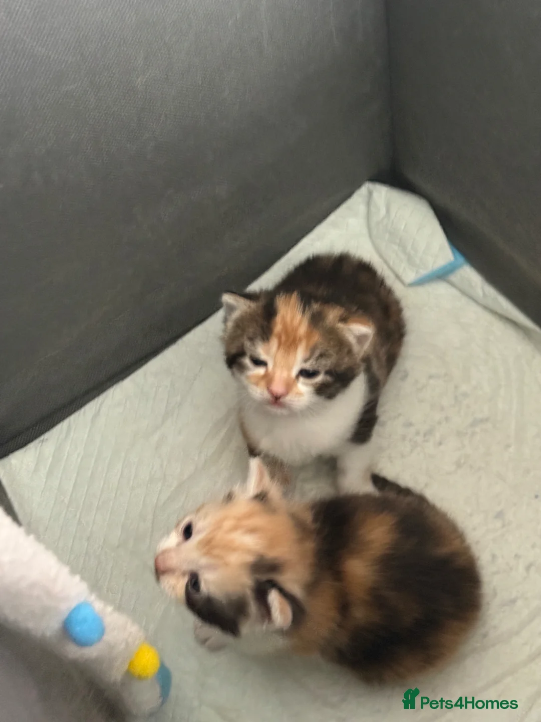 Mixed Breed cats for sale: 2 mixed litter  - Advert 4
