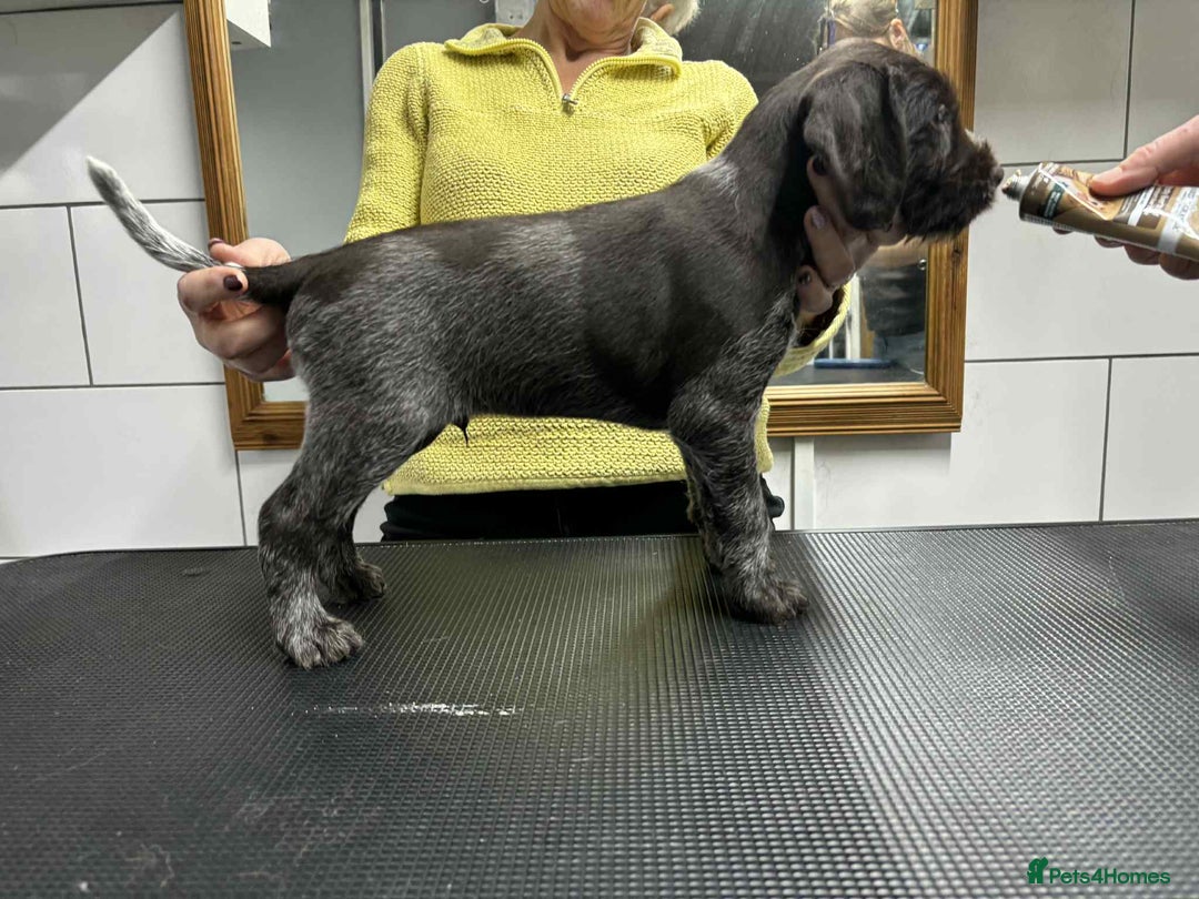 German Wirehaired Pointer dogs for sale: Stunning litter of German Wirehaired Pointers  - Advert 18