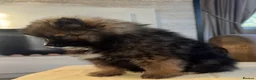 Pomeranian dogs for sale: Pomeranian in Widnes - Advert 11