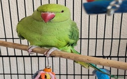 Ringnecks birds for sale: Beautiful male ringneck  - Image 4