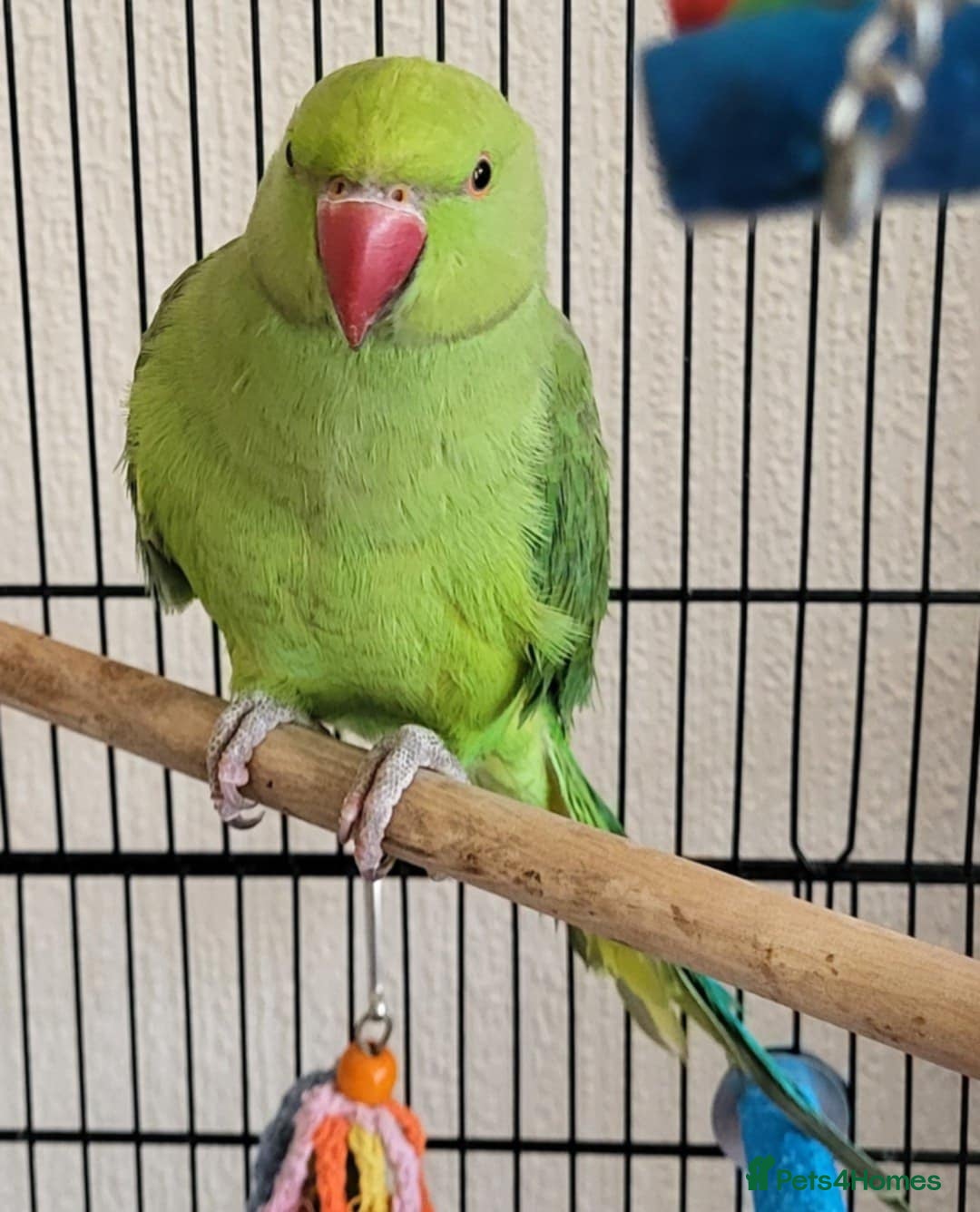 Ringnecks birds for sale: Beautiful male ringneck  - Image 4
