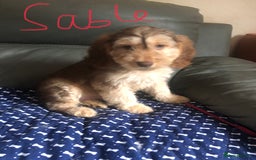 Cockapoo dogs for sale: Fully vac’d Dna health tested clear Cockapoo’s  - Image 16