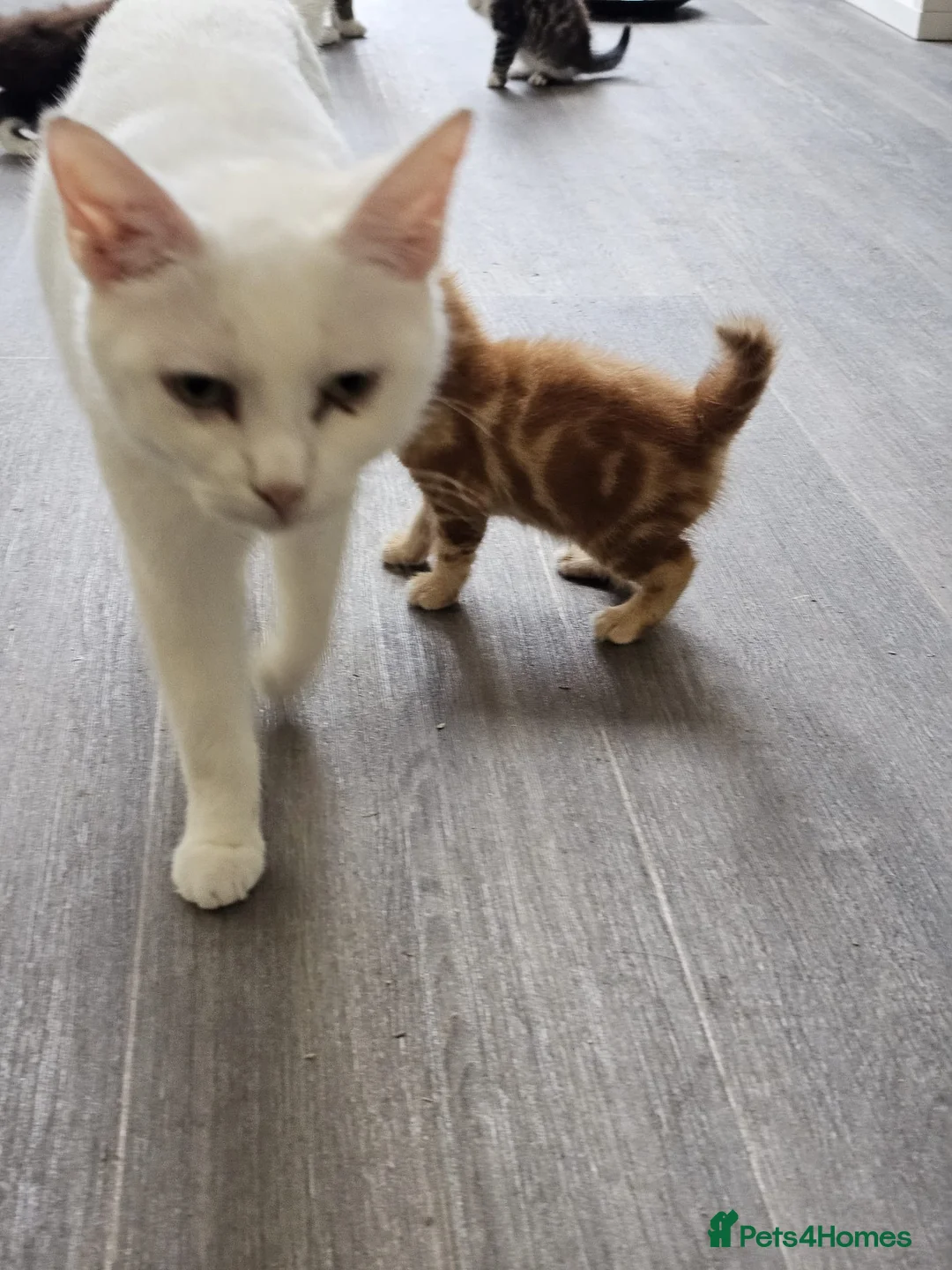Mixed Breed cats for sale: Ginger male with blue eyes - Advert 2