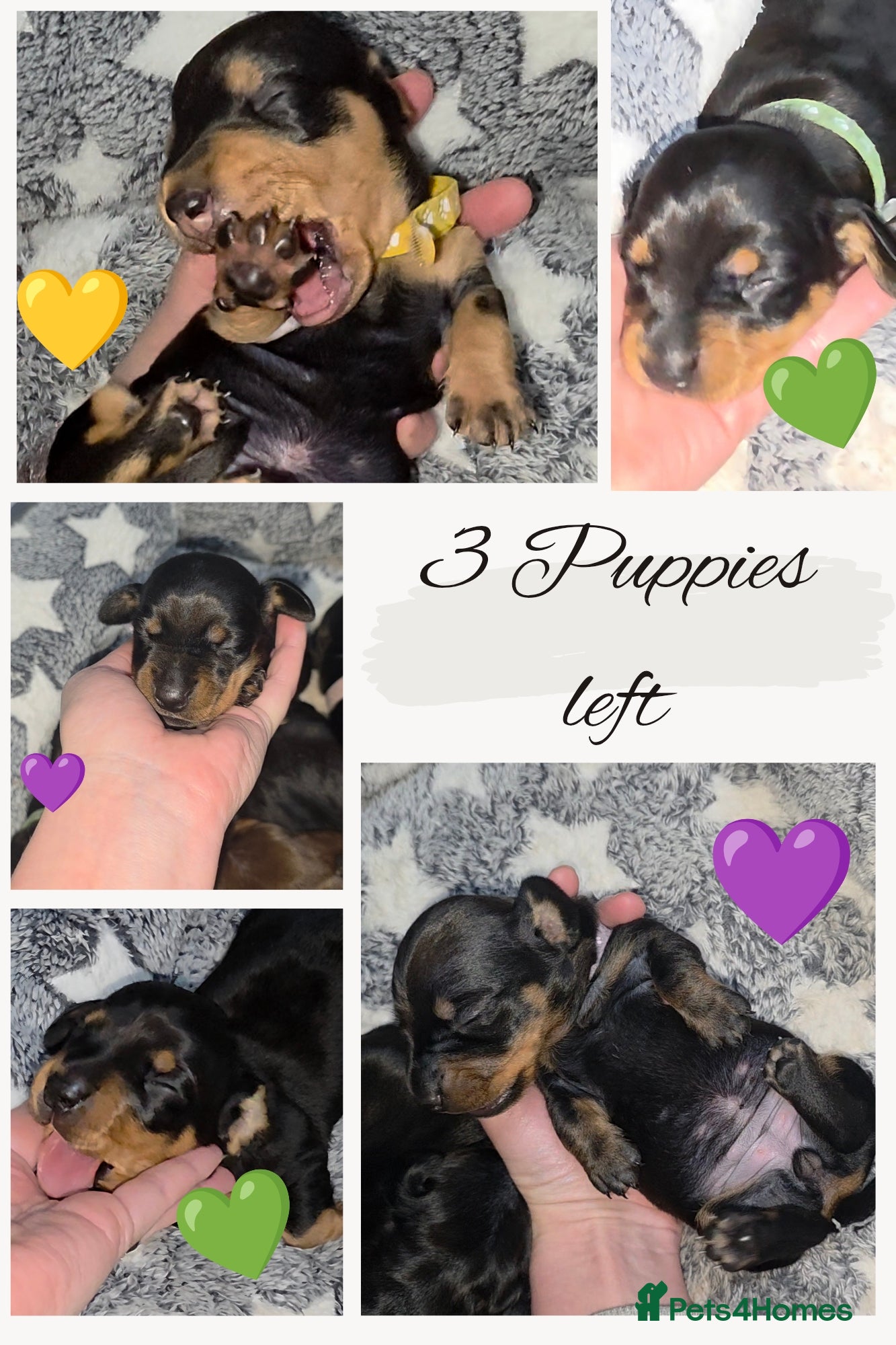 Miniature Dachshund dogs 🐾🐶 miniature Dachshund 🐶🐾 - Advert 4