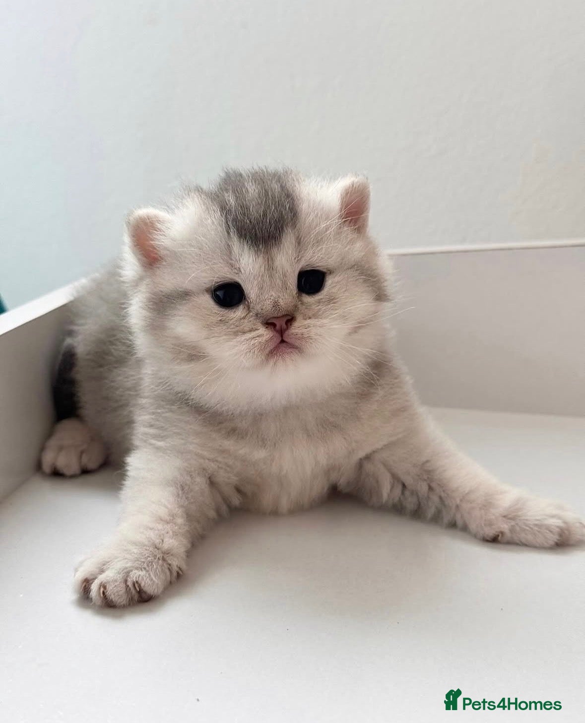 British Shorthair cats for sale: Beautiful silver shaded British shorthair kittens - Advert 4
