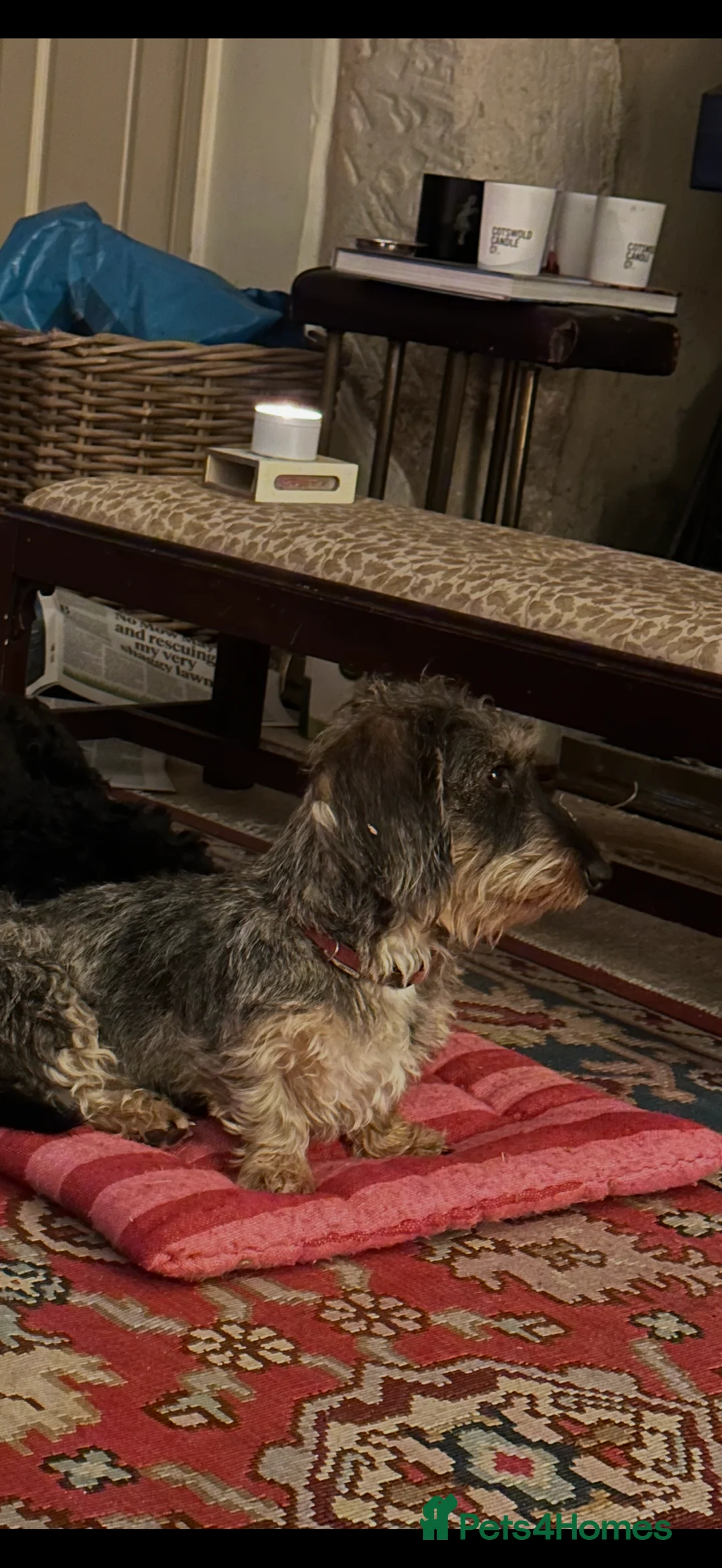 Miniature Dachshund dogs for sale: Male miniature wire haired dachschund puppy in Chipping Norton - Advert 2