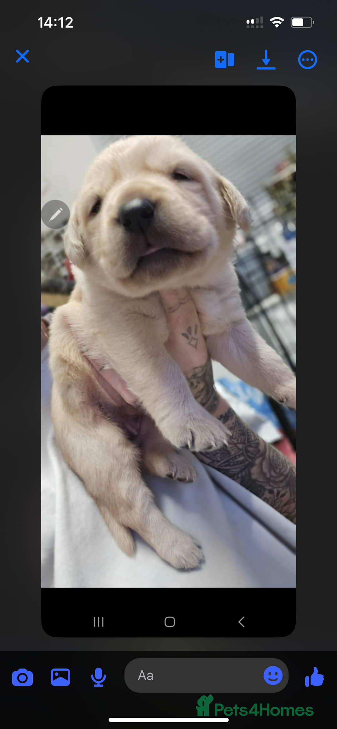 Labrador Retriever dogs for sale: 3 Beautiful Labrador Girls - Advert 3