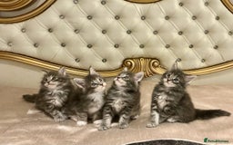 Maine Coon cats for sale: Pedigree Maine Coon Kittens Champion-Giant Russian - Image 1