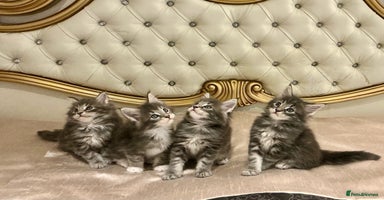Maine Coon cats - Advert 6