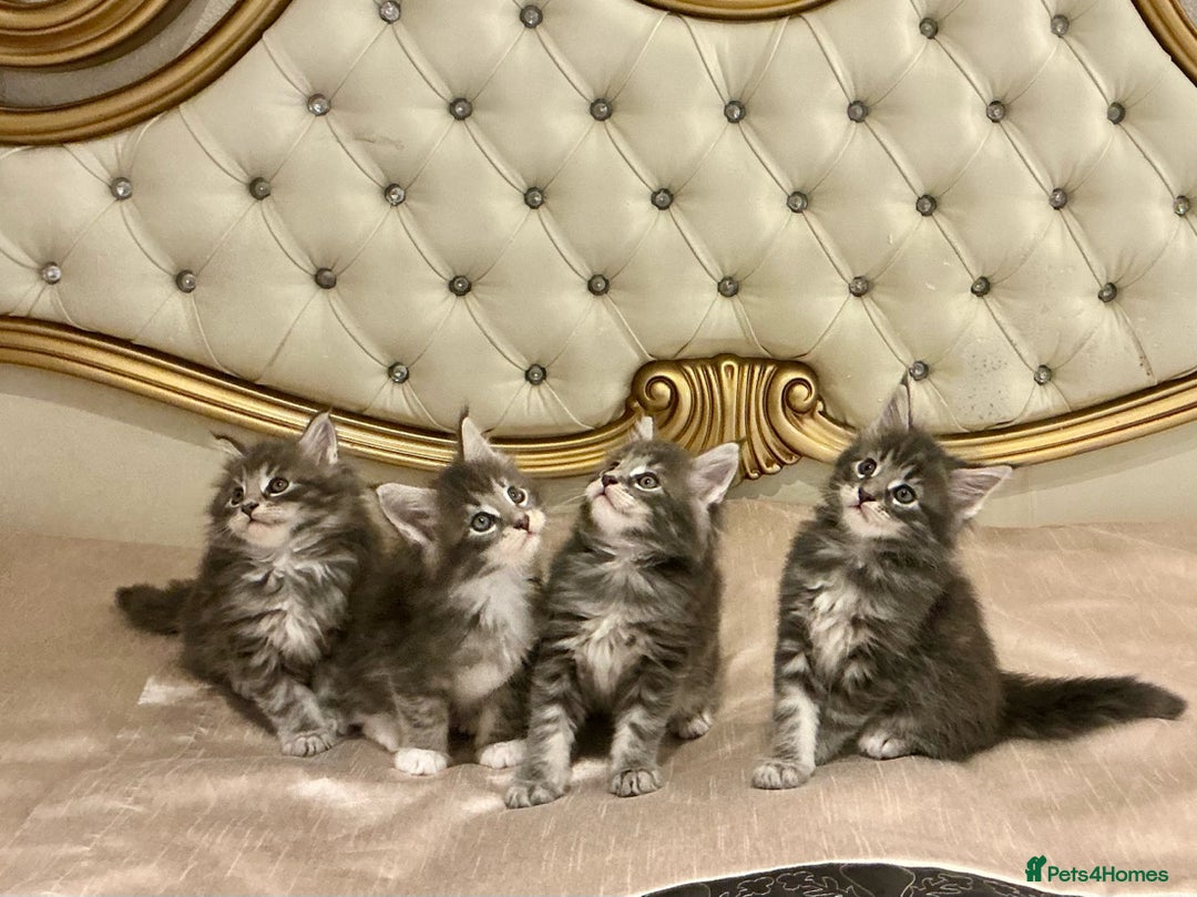 Maine Coon cats for sale: Pedigree Maine Coon Kittens Champion-Giant Russian - Image 1
