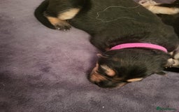 German Shepherd dogs for sale: 2 girls 4 boys  german shepherd puppies - Image 2