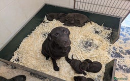 Labrador Retriever dogs for sale: Gorgeous chocolate Labrador puppies for sale - Advert 2