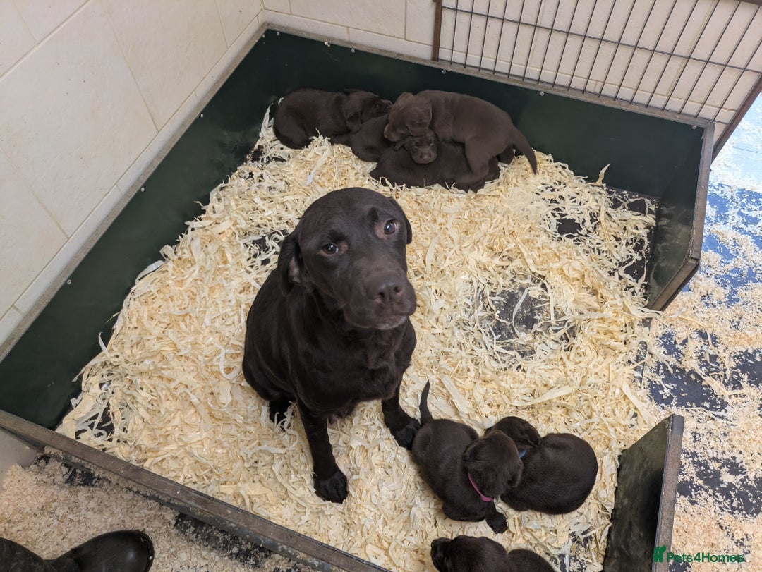 Labrador Retriever dogs for sale: Gorgeous chocolate Labrador puppies for sale - Advert 2