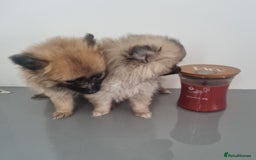 Pomeranian dogs for sale: ** Pomeraniums  - Image 30