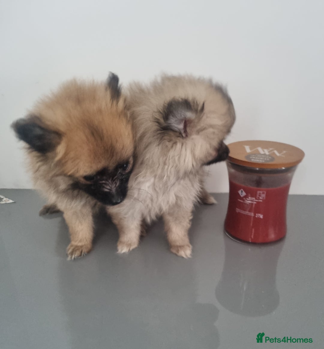 Pomeranian dogs for sale: ** Pomeraniums  - Image 30