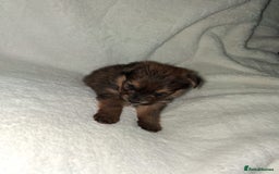 Mixed Breed dogs for sale: Yorkshire Terrier x Pomeranian Puppys - Advert 13