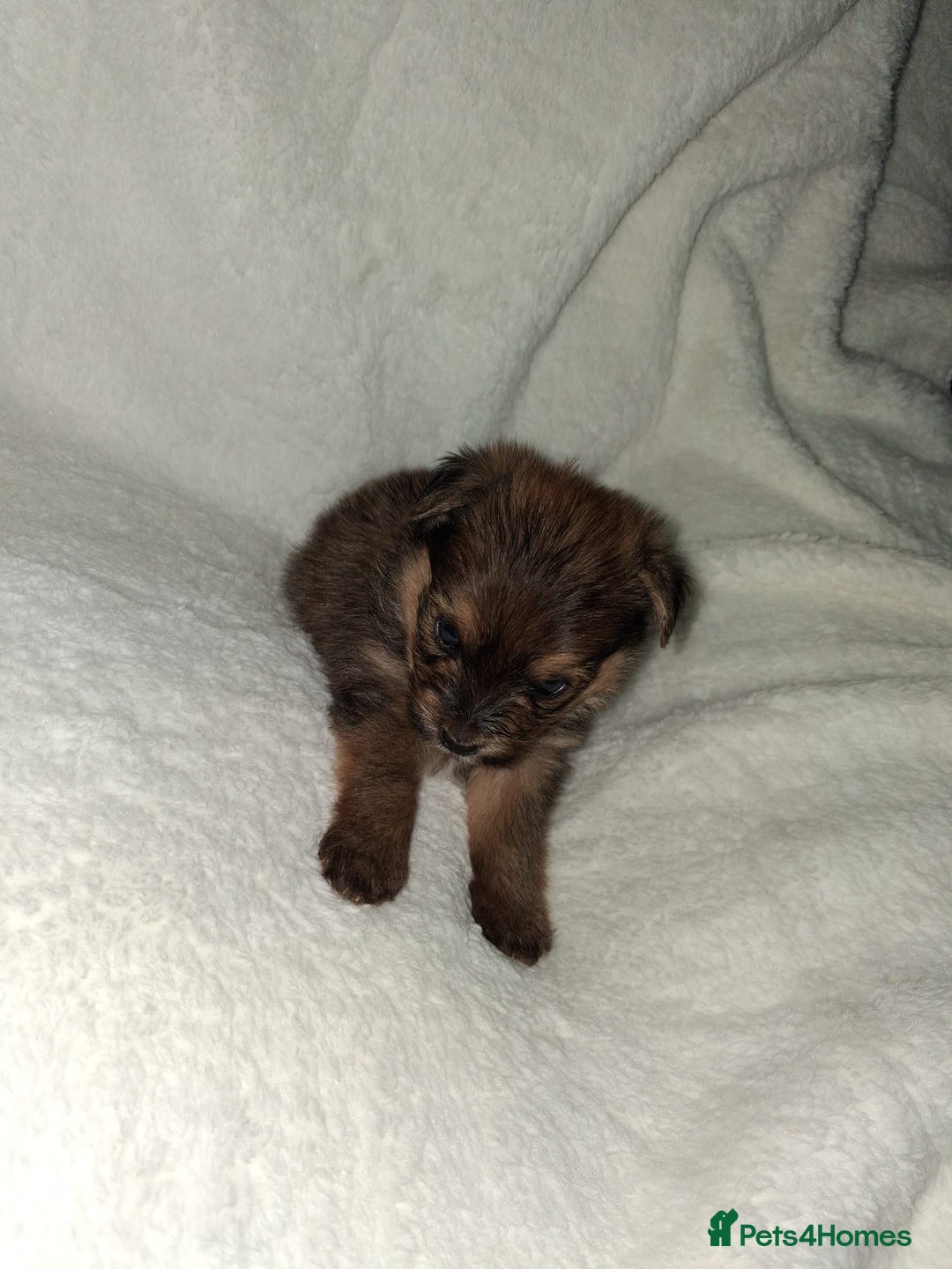 Mixed Breed dogs for sale: Yorkshire Terrier x Pomeranian Puppys - Advert 13