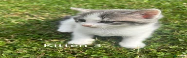 Kitten 3