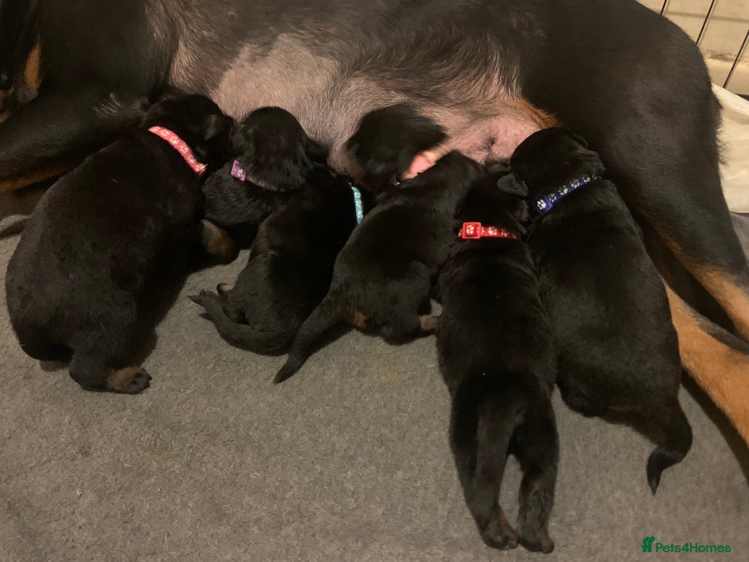 Rottweiler dogs for sale: Rottweiler puppies for sale - Advert 3