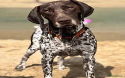 German Shorthaired Pointer dogs for sale: GSP Puppies Due October 2025 - Image 3