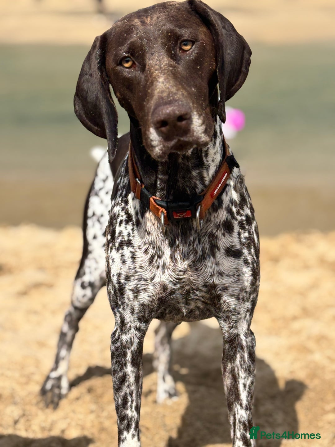 German Shorthaired Pointer dogs for sale: GSP Puppies Due October 2025 - Image 3