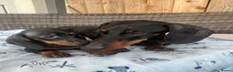 Dachshund dogs for sale: Dachshund  - Advert 4