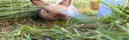 Netherland Dwarf rabbits for sale: Pure netherland dwarf  - Advert 6