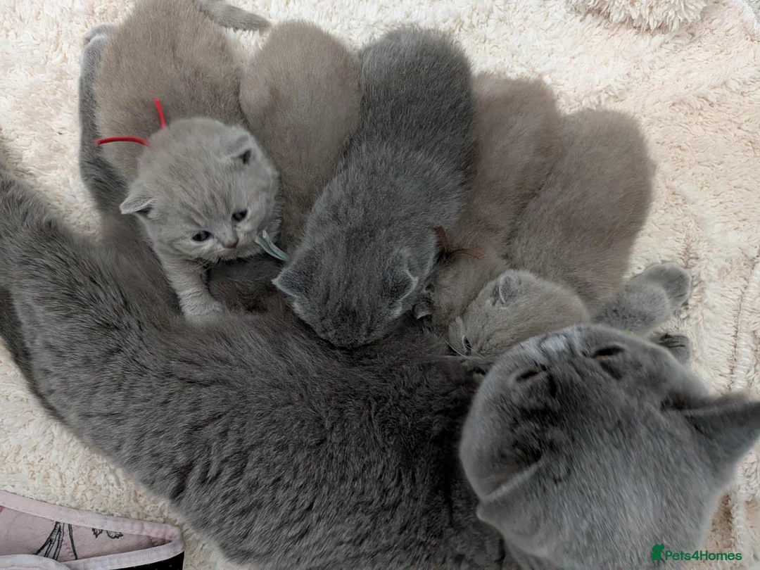 British Shorthair cats for stud: Champion BSH Stud - Chocolate carrier - Advert 10