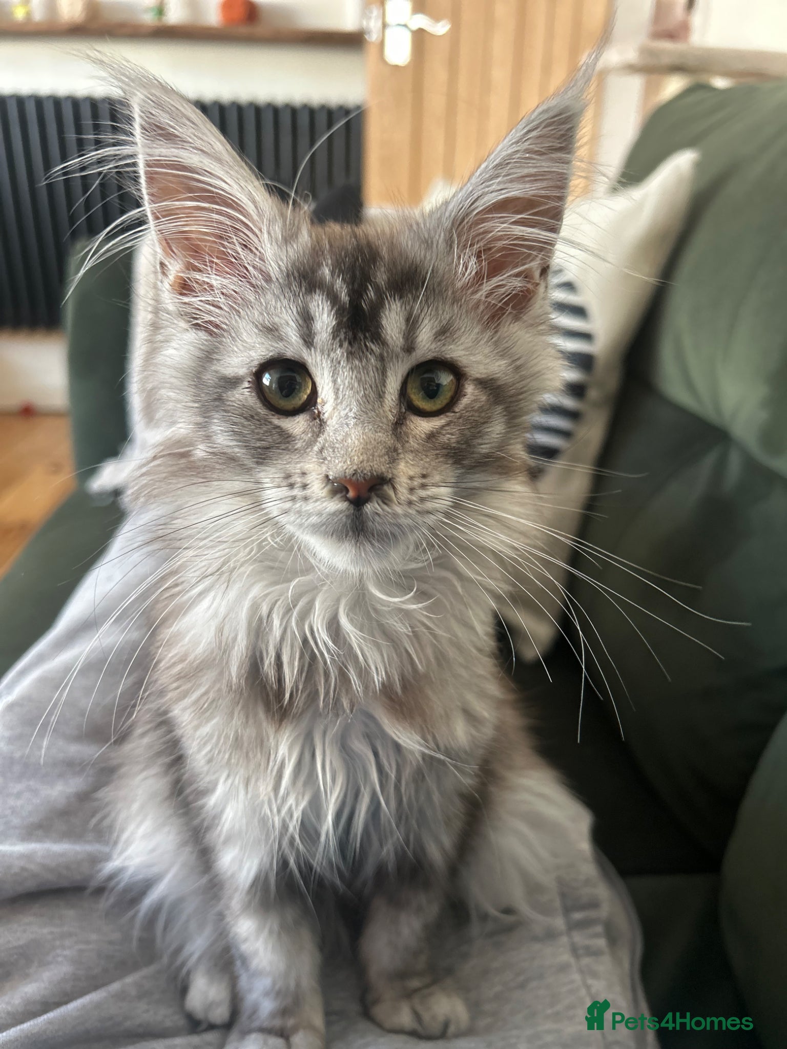 Maine Coon cats for sale: 5 beautiful Maine coon kittens - Advert 3