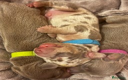 Miniature Dachshund dogs for sale: kc miniature dachshunds  - Image 1