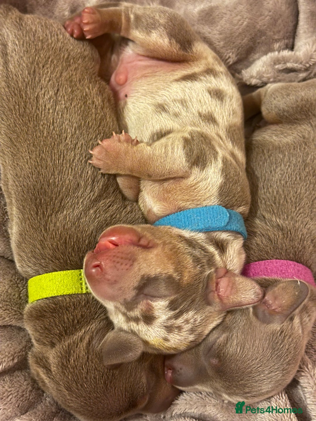 Miniature Dachshund dogs for sale: kc miniature dachshunds  - Image 1