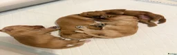 Cockapoo dogs for sale: F1B cockapoo puppies in Rugby - Advert 8