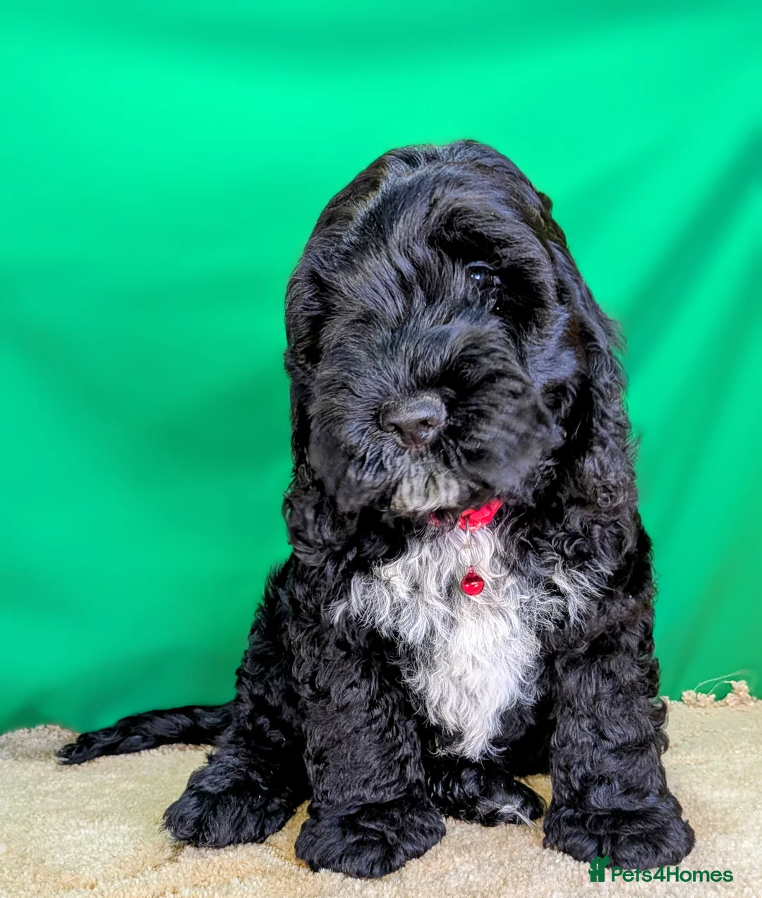 Cockapoo dogs for sale: Fully vaccinated F1 Cockapoo puppies - Advert 2