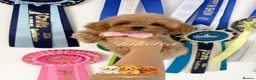 Maltipoo dogs for sale: Tiny teddy Maltipoo- from Asian teddy poodle dad - Advert 7