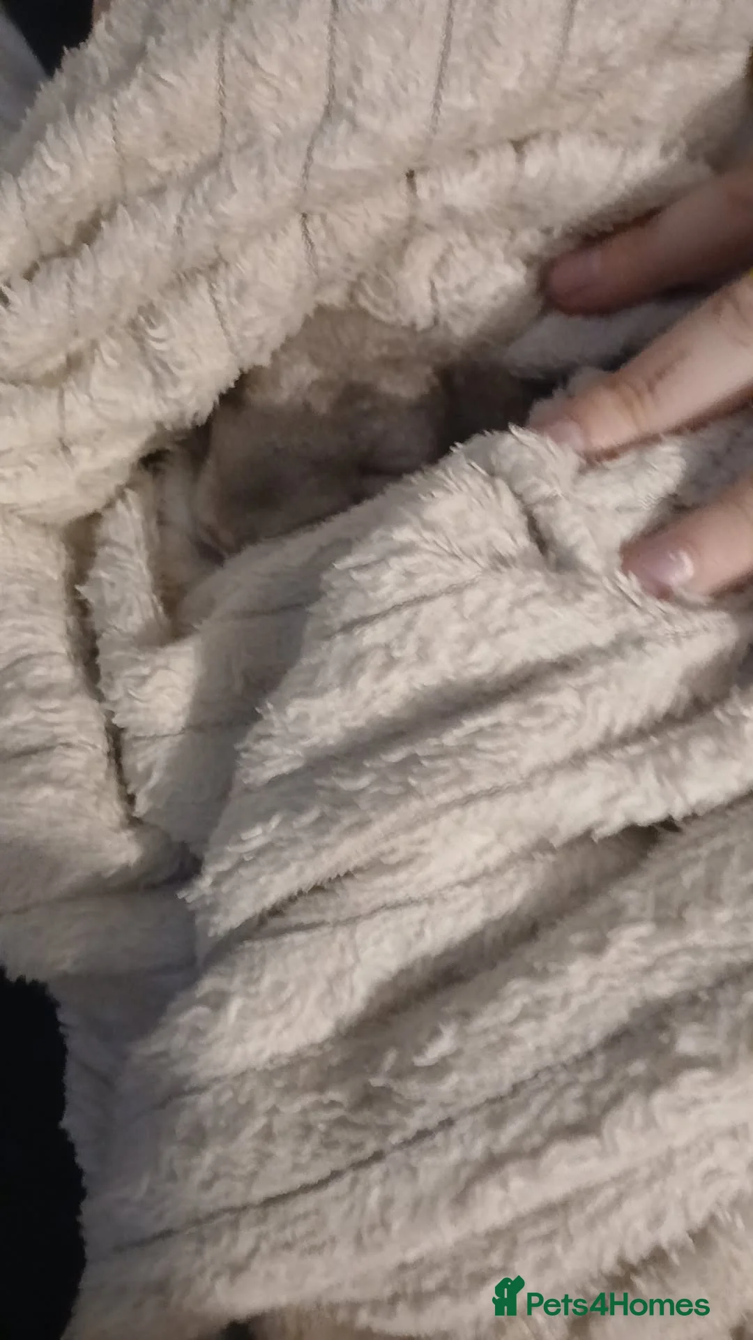 Chinchilla rodents for sale: Chinchilla for sale - Advert 3