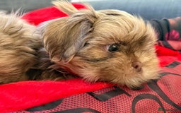 Shih Tzu dogs for sale: Shih Tzu KARASHISHI Line Two Boys Left Green Eyes - Advert 2