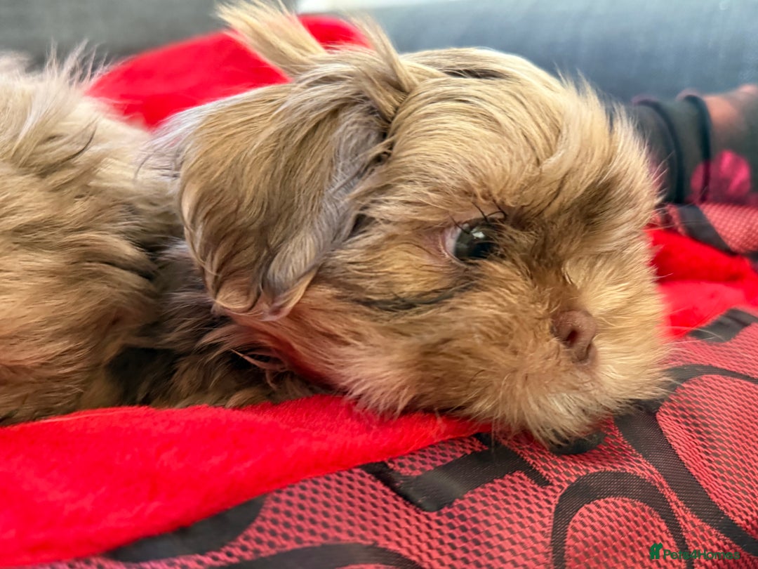 Shih Tzu dogs for sale: Shih Tzu KARASHISHI Line Two Boys Left Green Eyes - Advert 2