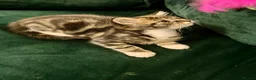 Norwegian Forest Cat cats for sale: Norwegian Forest Cat Mix Kittens in London - Advert 2