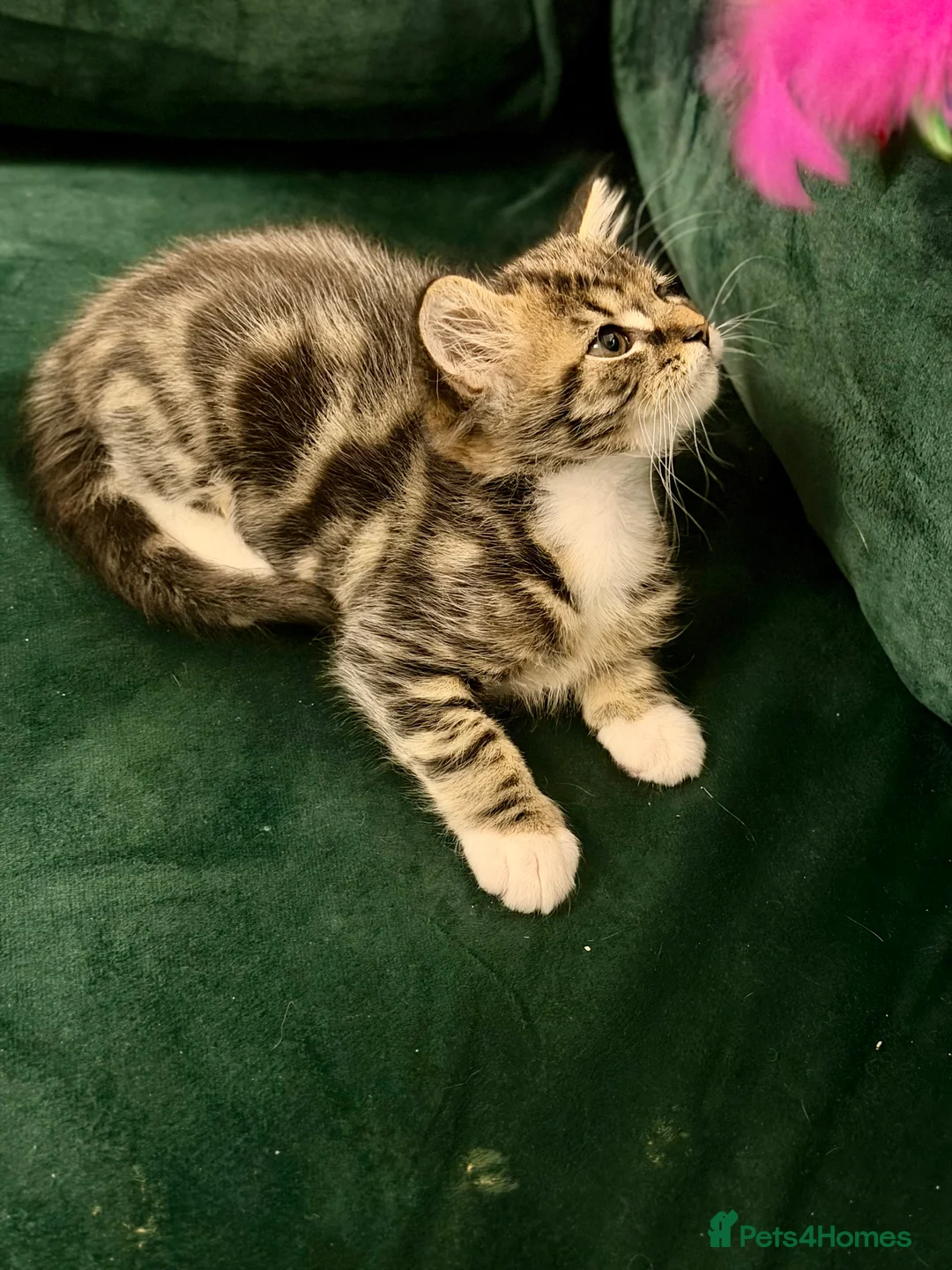 Norwegian Forest Cat cats for sale: Norwegian Forest Cat Mix Kittens in London - Advert 2