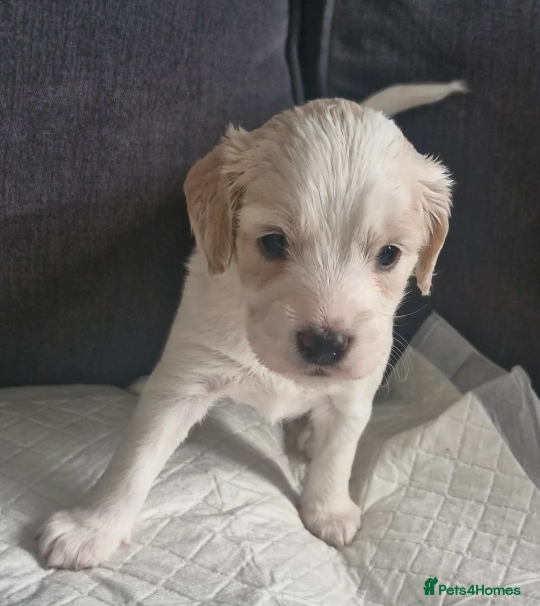 Mixed Breed dogs for sale: Stunning cavapoo x cockapoo litter just born! - Advert 14